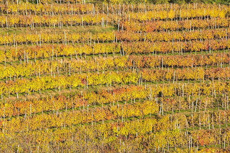 美丽的葡萄园秋天风景布满多彩的叶子景观葡萄酒乡村的图片