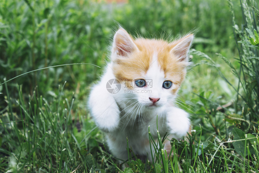 草丛中玩耍的小猫咪图片