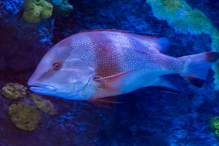 年轻的成红帝鲷来自太平洋的热带观赏鱼乐队物种图片