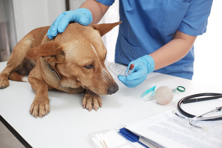 兽医在诊所检查宠物狗图片
