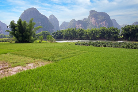 Yangshuo附近有稻田流水河和石灰岩山的风景观阳光区桂林图片