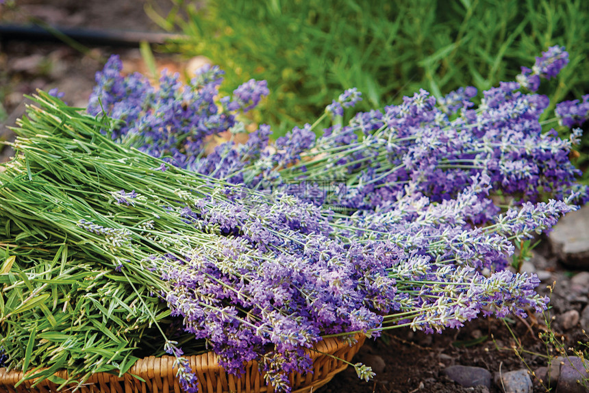 园艺紫色的农业Lavender关闭宏模糊背景图片