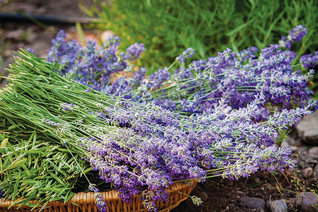 园艺紫色的农业Lavender关闭宏模糊背景图片