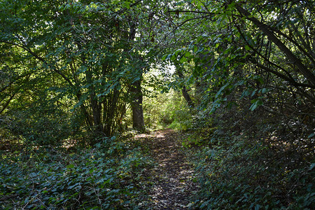 背光走户外秋季初前在一片明亮的绿林中漫步图片