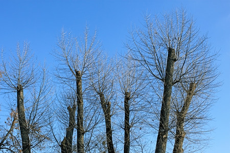 树木最高额顶与明亮的蓝天对立坠落图片
