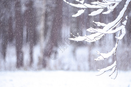 冰木头招牌雪卷树枝文字地点冬季和新年的布丁板用于刻在雪花边枝文字位置冬天和新年的木板背景图片