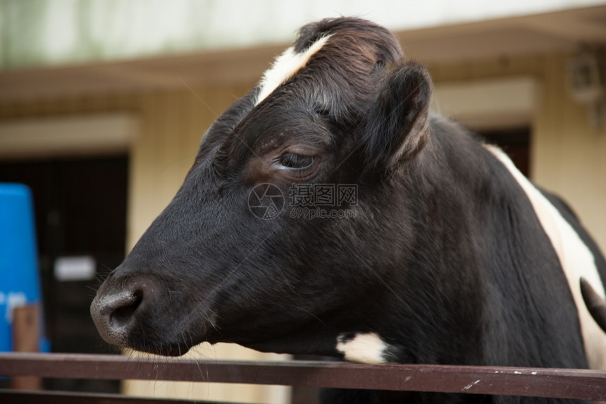 牛养殖场在农喂奶患上这种疾病在太空饲养牲畜耳朵小母牛肉图片