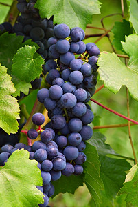 米库洛夫自然葡萄园藤上的Cabernet葡萄植物图片