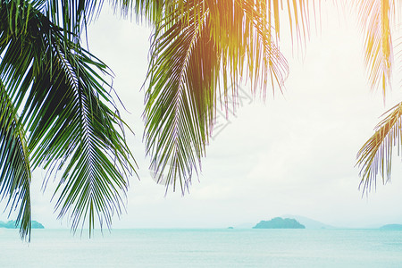 气候椰子棕榈树沙滩夏季概念场景威夷人高清图片