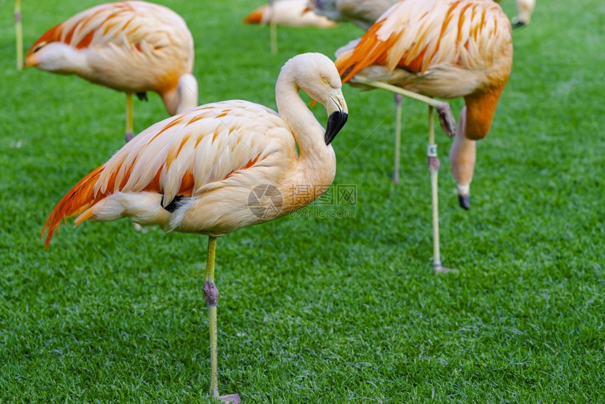粉色的荒野动物美丽火烈鸟群在公园草地上睡觉的特写在阳光明媚的夏日里在绿色草坪上充满活力的鸟类火烈站在一条腿上休息美丽的火烈鸟群在图片
