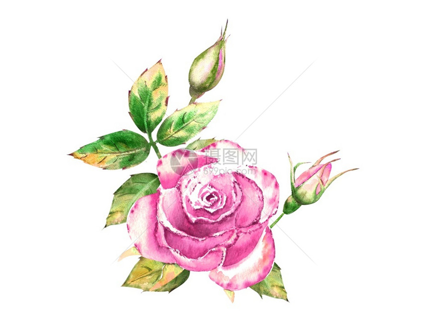 粉色玫瑰花绿叶开闭束精致水彩插图粉色玫瑰花开闭束精致水彩插图大学明信片绿色图片