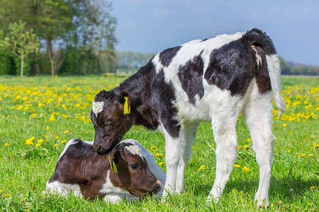 牛两只新生幼崽在欧伯南牧场联系白色的可爱图片