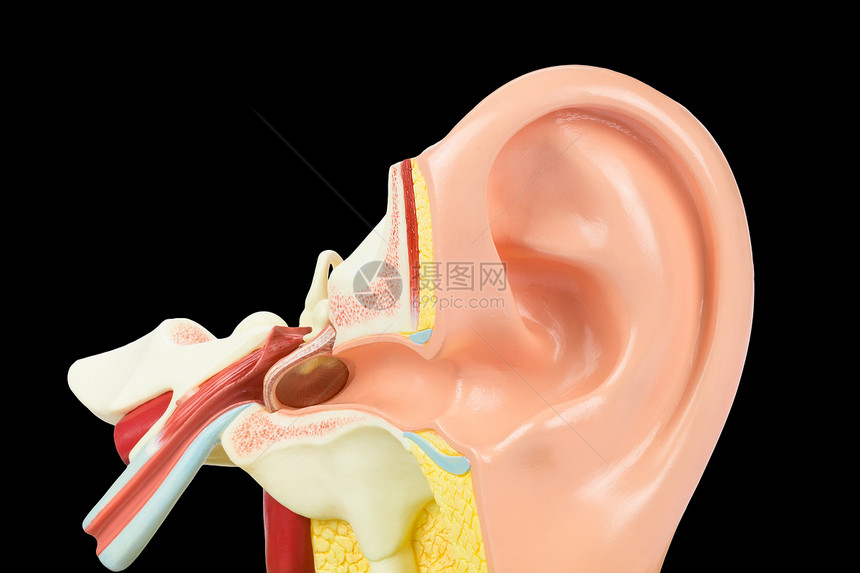 聋黑背景隔离的人类耳模内部脏学习咽鼓管图片