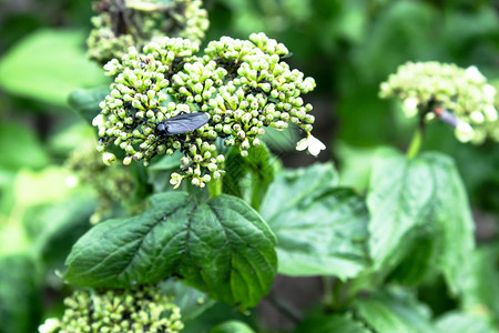 昆虫分支机构甲绿枝上的害荚蒾枝叶子和甲虫吃特写甲虫叶子和吃热带图片
