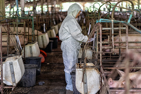 人与猪农民业亚洲兽医在猪养殖场动物和猪养殖业工作并检查婴儿猪的情况健康背景