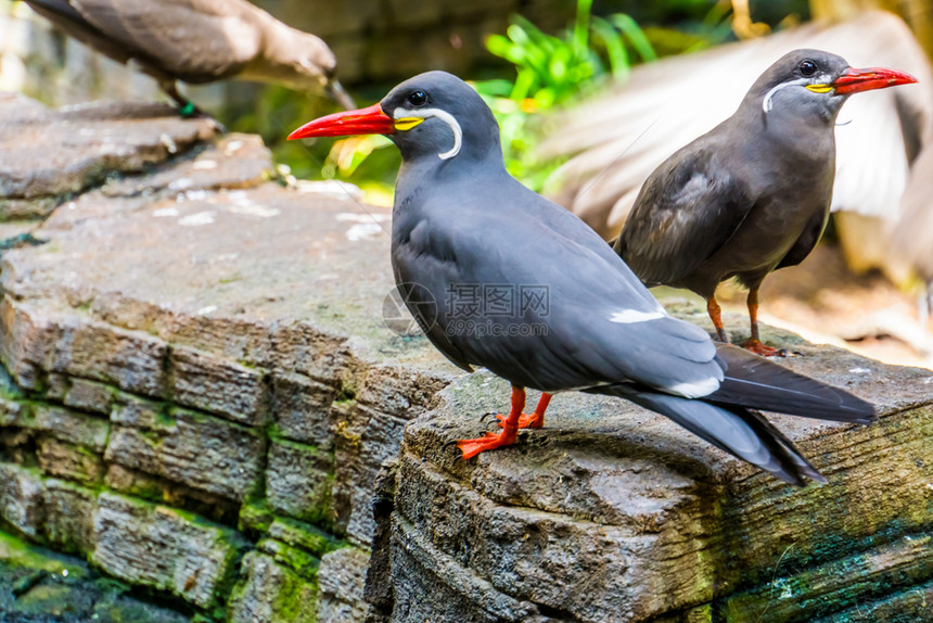鸟类学一起坐在岩石上美洲的沿海鸟类长胡子的滑稽鸟濒临威胁的动物种类附近有趣的拉罗斯特纳图片