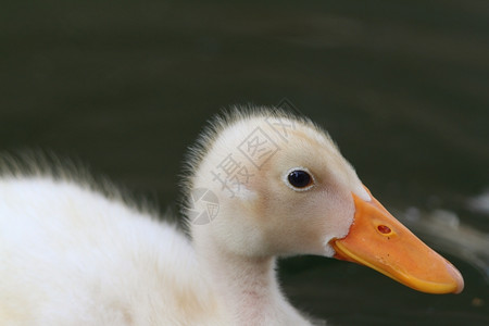 动物群青白鸭画像在焦点湖表面的绿色之上蓬松剪下图片