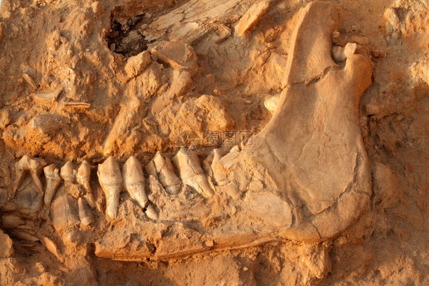 古老的五百万年前南非西海岸化石公园短颈长Sivaphere的濒临灭绝五百万老化石下巴骨进遗迹图片