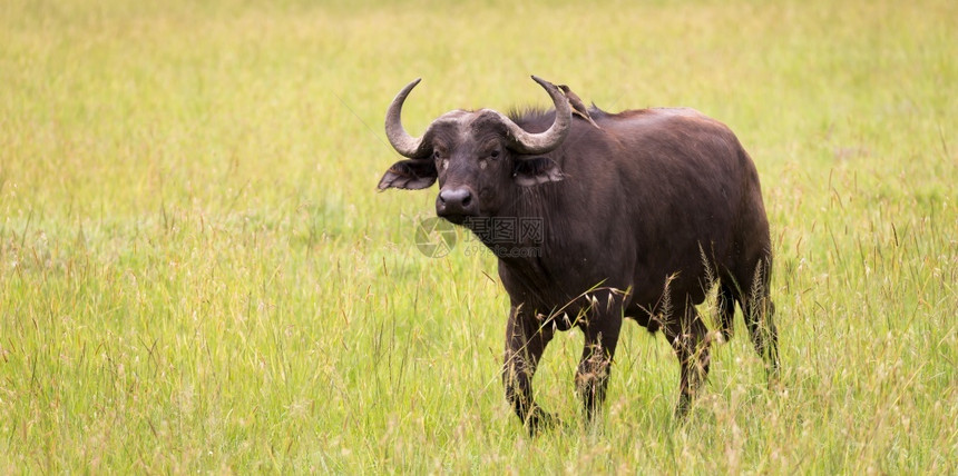 危险的老放牧一些大水牛站在草地上肯尼亚的大草原上吃水牛站在地上肯尼亚的大草原上吃图片