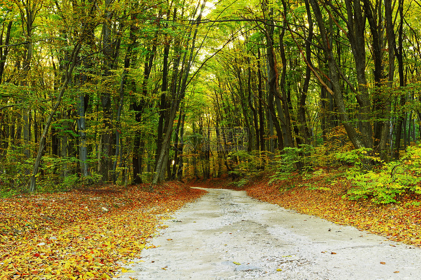 秋天树叶季林中的道路农村图片