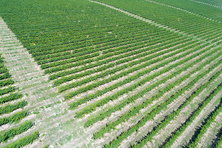 葡萄园的空中景象阳光下草原的绿列葡萄藤乡村的对角线图片