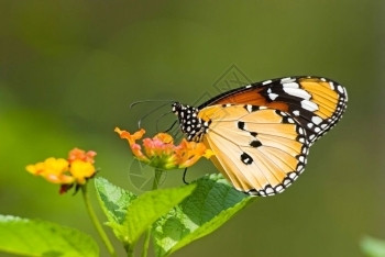 乳草奶蝴蝶阿诺西亚克希普斯花粉颜色图片