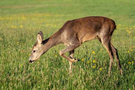 荒野美丽的草地中鹿春季卡普雷奥勒斯角肖像图片