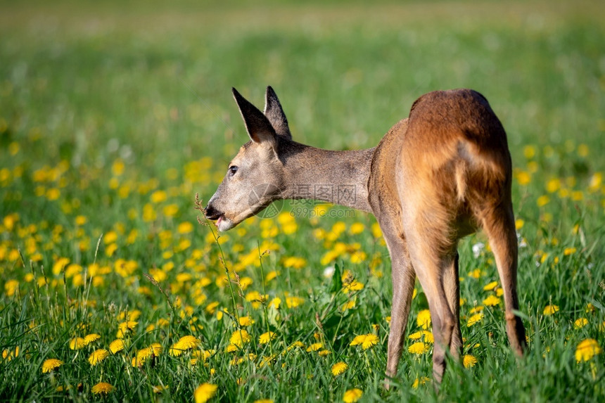 欧洲的草地中鹿春季卡普雷奥勒斯角森林母鹿图片