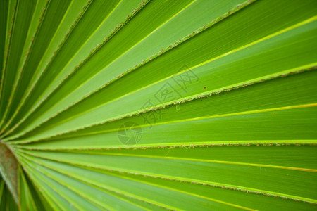 热带植物叶子图片