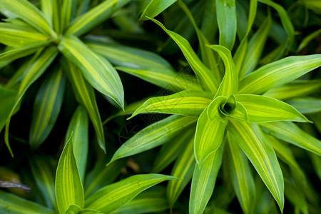 热带植物叶子图片