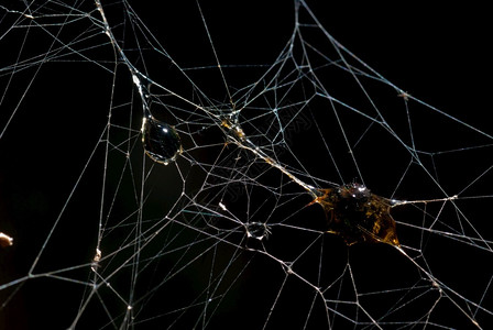 节肢动物蚱蜢昆虫把它包裹在蜘蛛的丝绸里可怕自然图片