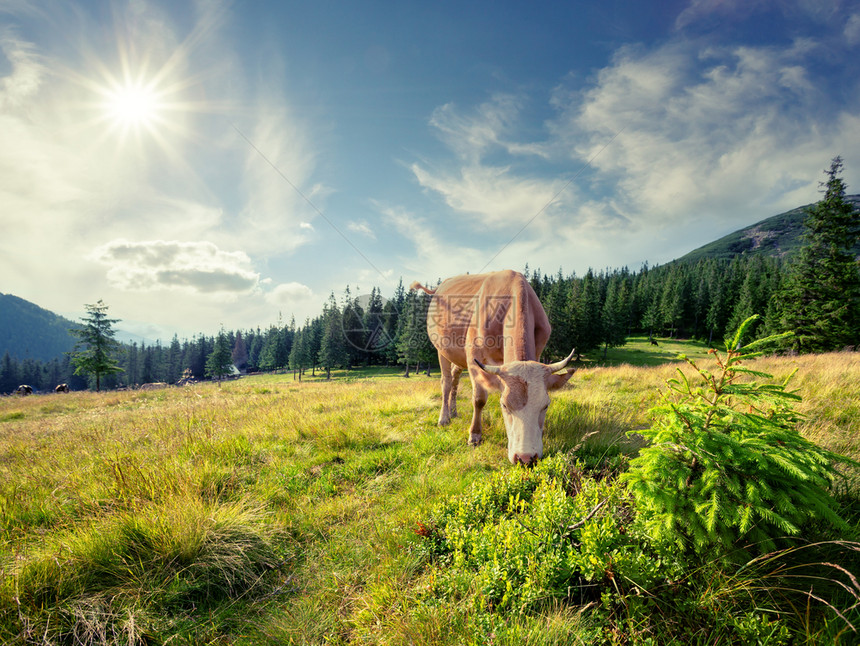 高山棕牛在牧场上棕牛在山牧场上小路夏天图片