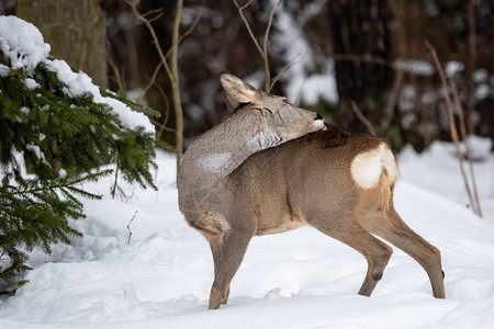 冬季野生鹿卡普雷奥勒斯荒野霜动物图片