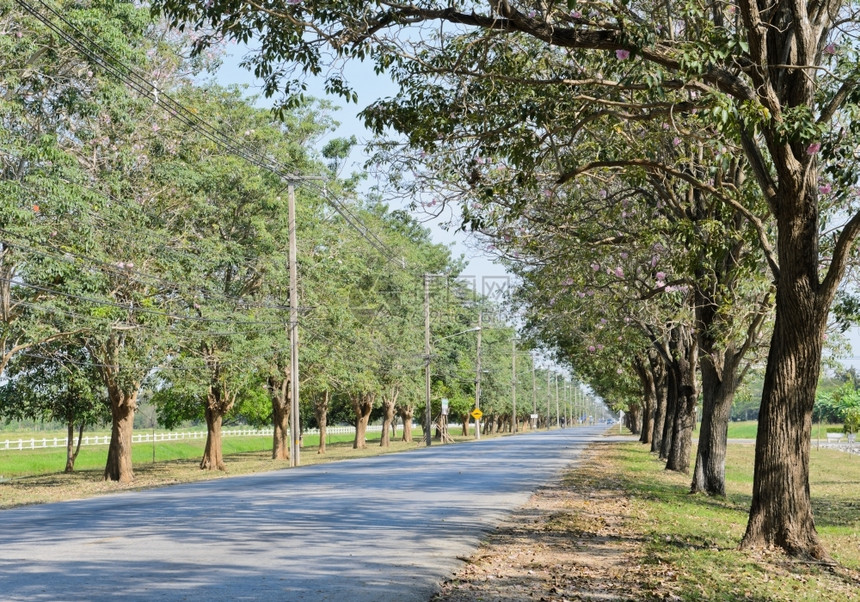 花丰富多彩的道路和树木曲线图片