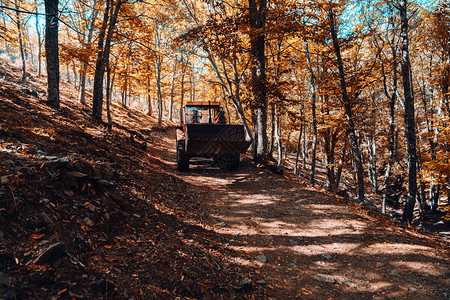 户外西班牙秋天栗林的拖拉机带温暖颜色树木图片