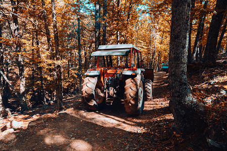 阴影西班牙秋天栗林的拖拉机带温暖颜色橙关心图片
