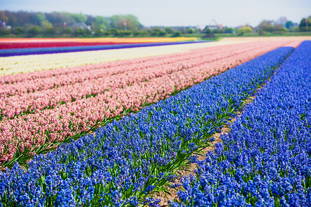 充满活力季节递减荷兰春之的Hyacinths田地图片