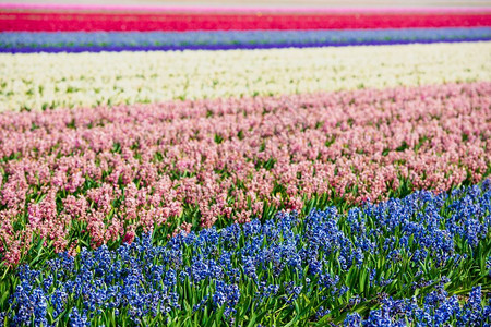 荷兰语春之的Hyacinths田地欧洲植物图片