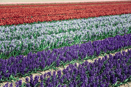 场地农景荷兰春之的Hyacinths田地图片