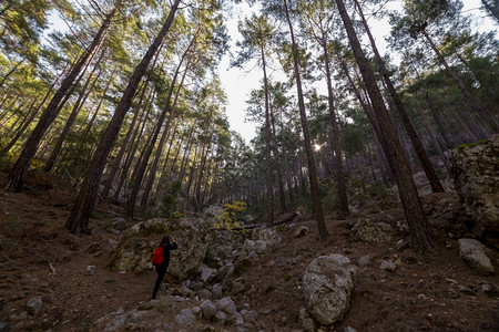 风景优美白色的大树林与土耳其秋天景观图片
