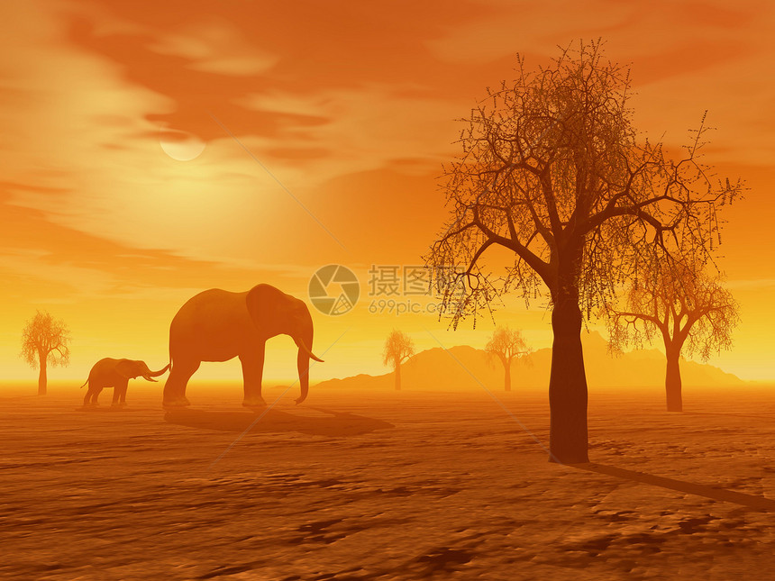沙漠橙小大象在山边草原上排着长冠日落前带着芭巴荒野图片