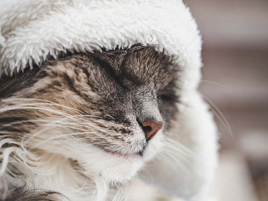 眯穿着白色羊毛帽的年轻可爱小猫贴近孤立的背景摄影工作室照片顾教育培训和饲养动物的概念穿着白色羊毛帽子的小猫年轻可爱图片