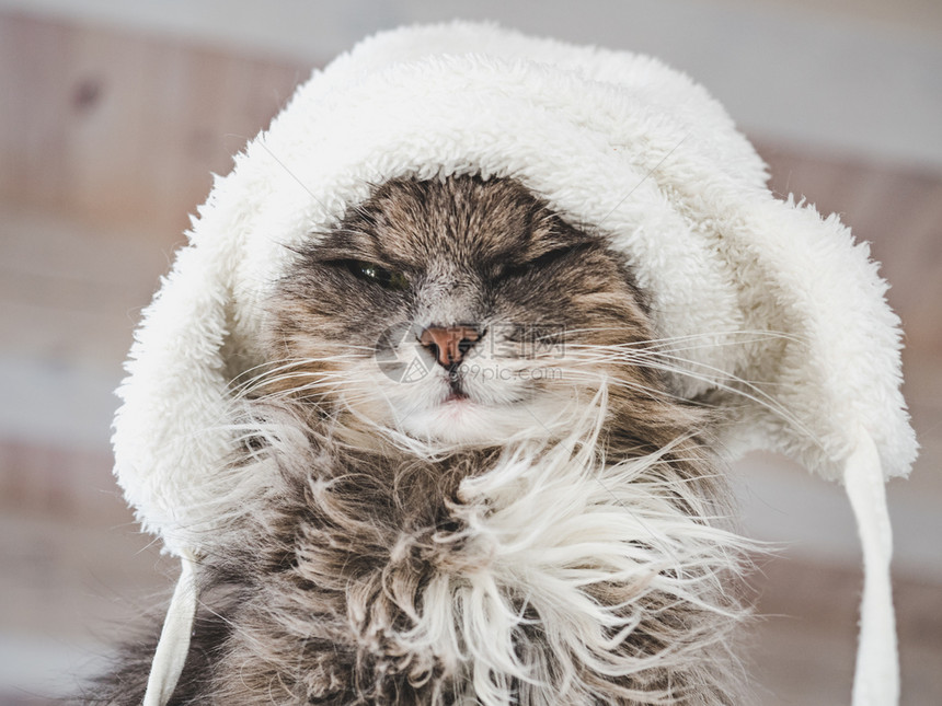 宠物漂亮的穿着白色羊毛帽的年轻可爱小猫贴近孤立的背景摄影工作室照片顾教育培训和饲养动物的概念穿着白色羊毛帽子的小猫国内图片