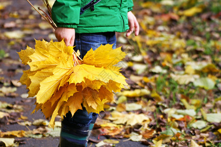 红莱切维持有手生活秋走孩子拿着黄色的红树叶束花背景