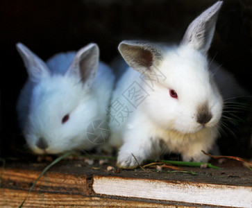 农场里的兔子幼崽图片