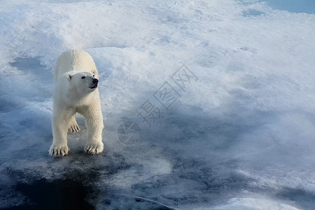 走自然浮冰上的北极熊捕食者熊浮冰上的北极熊捕食者海军陆战队图片
