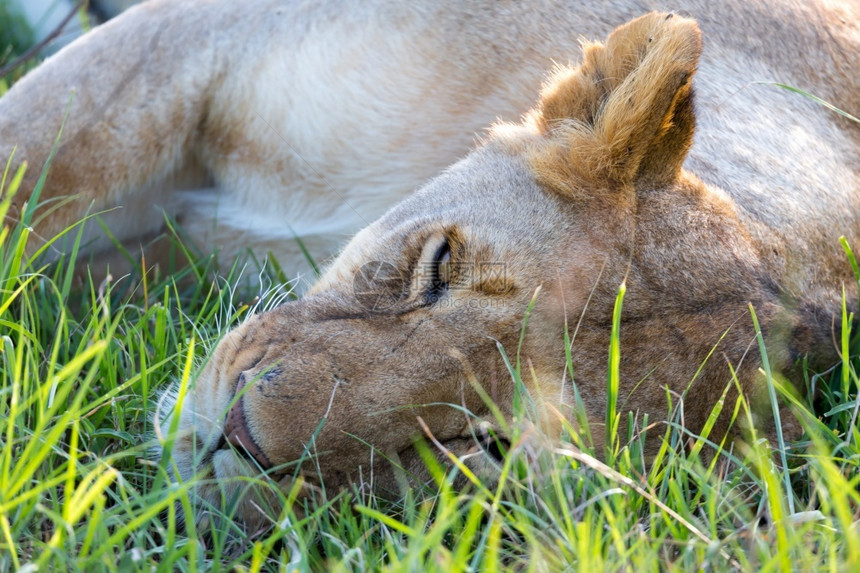 预订观看荒野一只母狮试图在草丛中安息的紧闭一只母狮试图在草丛中休息的紧闭图片