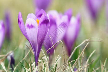 美丽的春花朵野生紫色藏红花园植物学细节图片