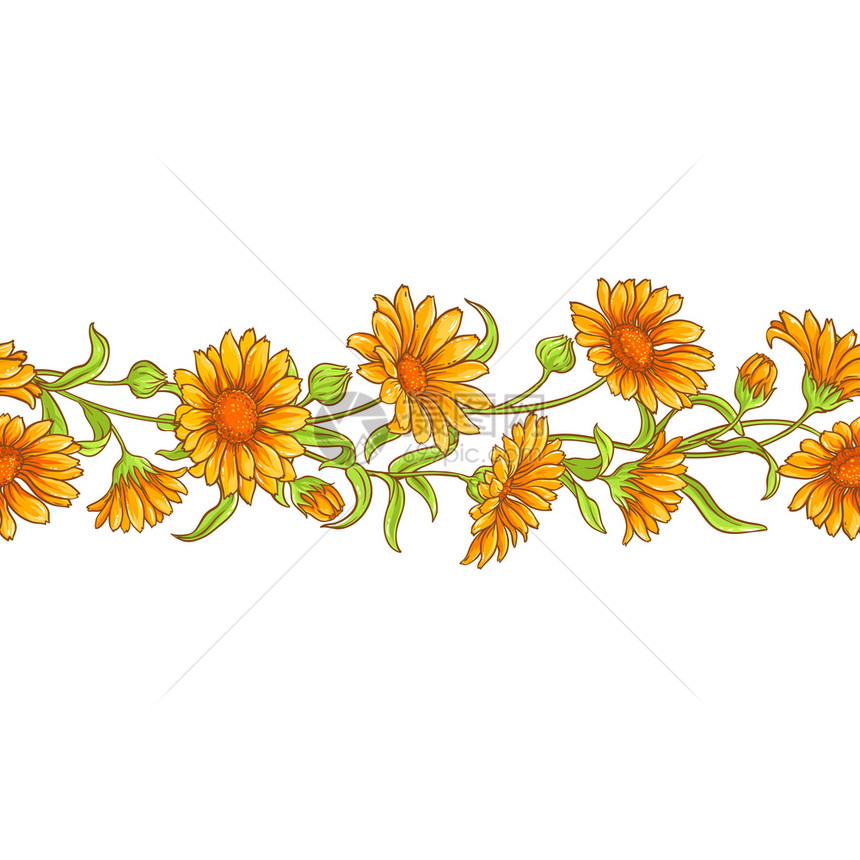 分支提炼开花白色背景的calendulula花朵矢量模式Calendula花卉矢量模式图片