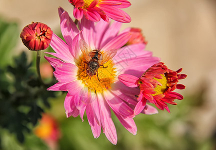 明亮的水平春时多彩蜜蜂贴近花授粉一朵明红花昆虫图片